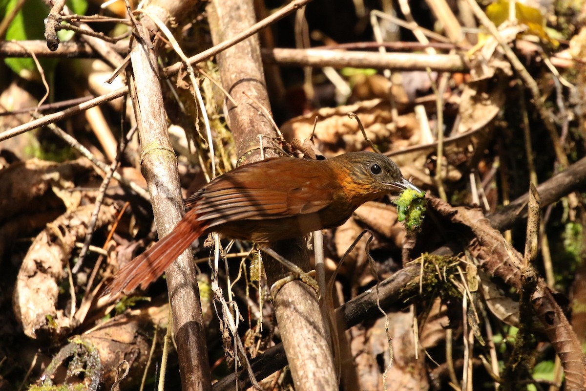 Streak-breasted Treehunter - ML604425131