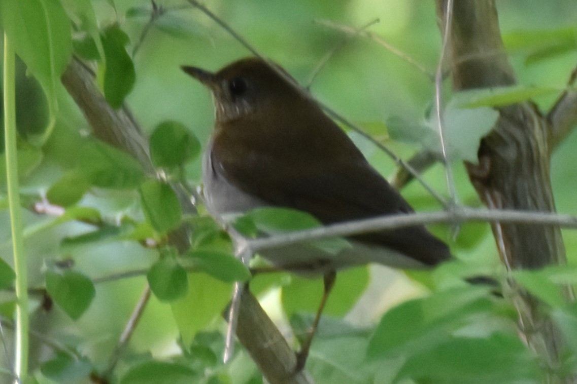 Veery - ML604425211