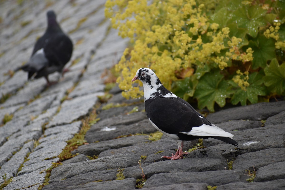 Rock Pigeon (Feral Pigeon) - ML604425231