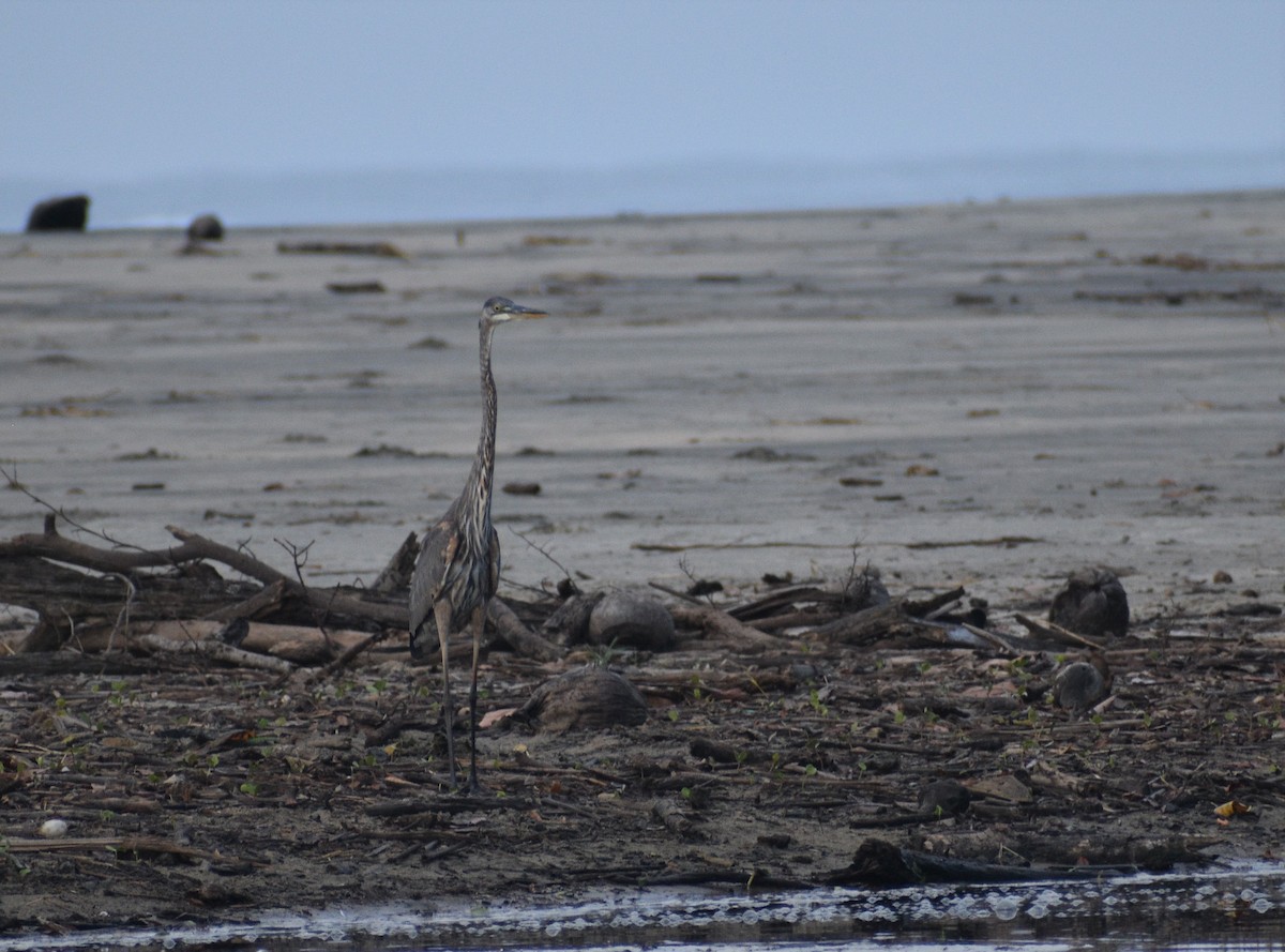 Great Blue Heron - ML604425561