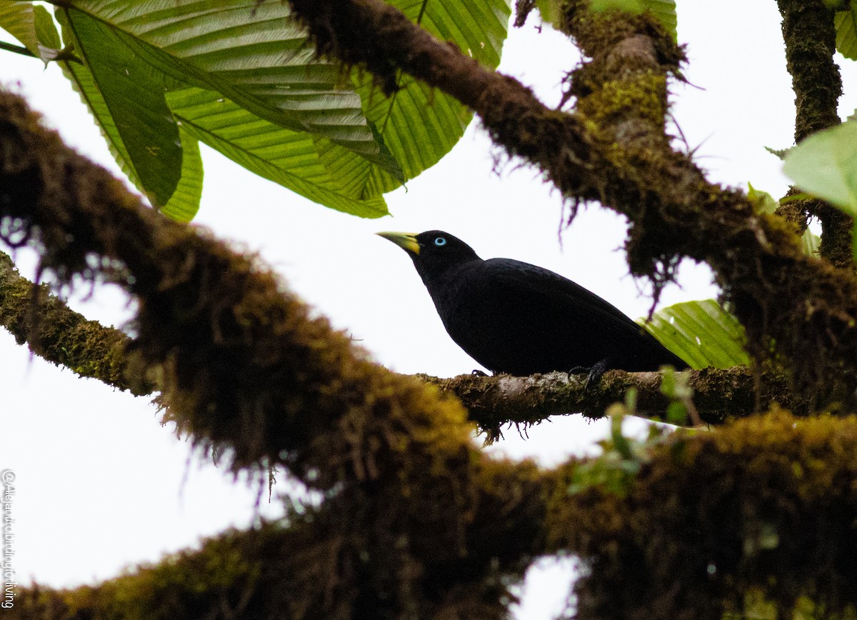 Scarlet-rumped Cacique - ML604426251