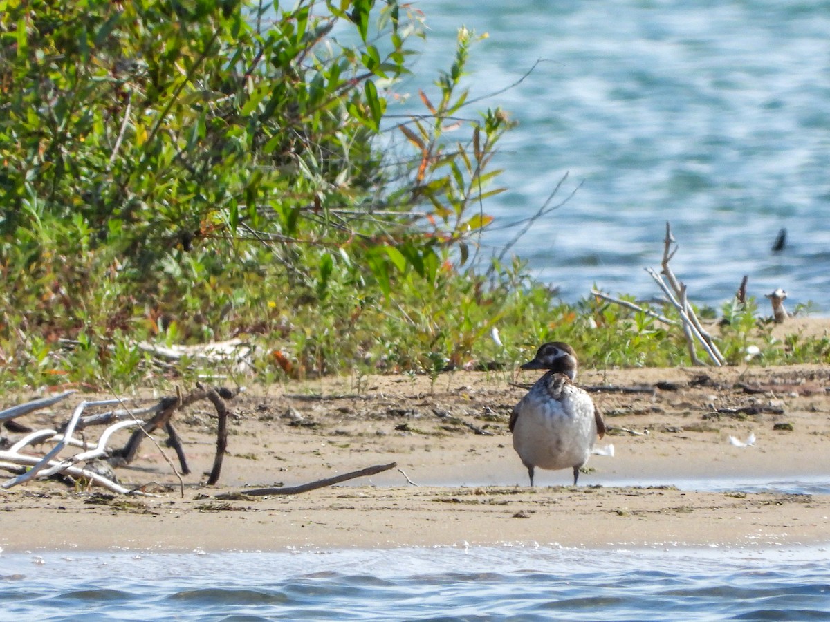 Long-tailed Duck - Samuel Burckhardt