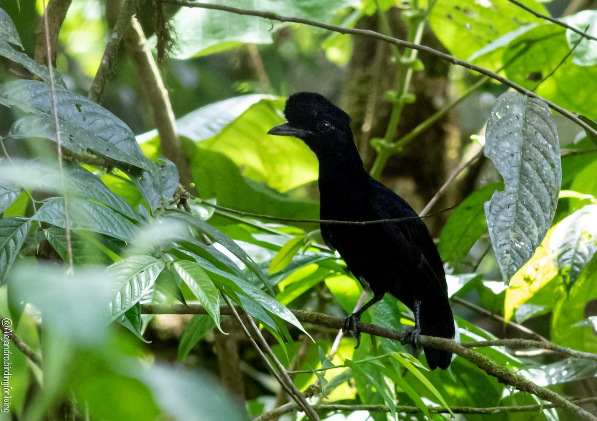 Long-wattled Umbrellabird - Alejandro Cartagena Ramirez