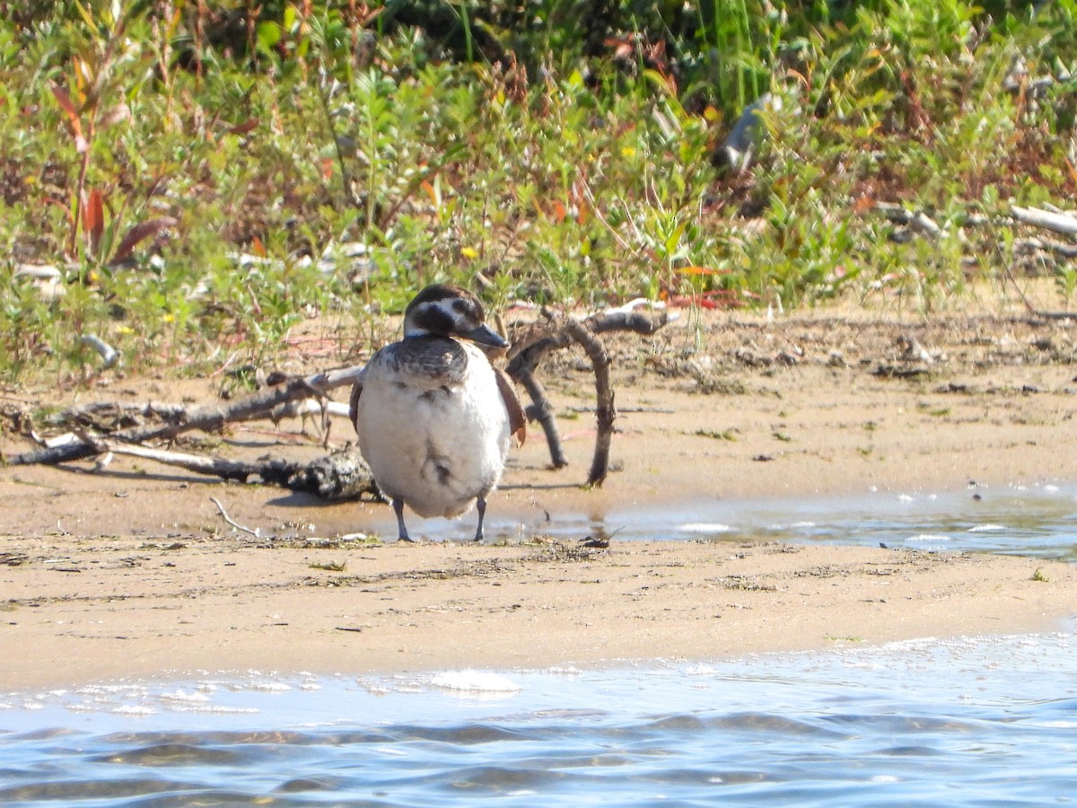 Long-tailed Duck - Samuel Burckhardt