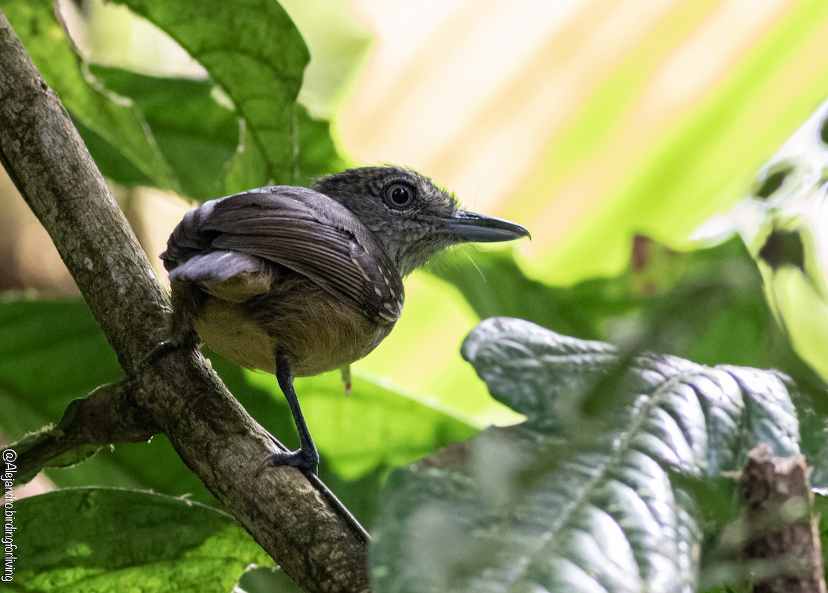 Spot-crowned Antvireo - ML604426501