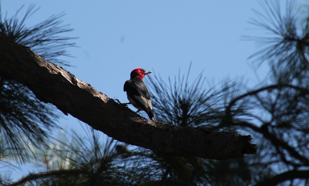 Red-headed Woodpecker - Lisa Monachelli