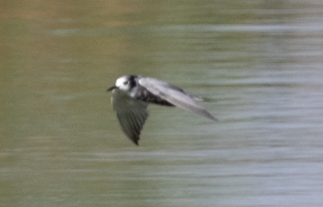 Black Tern - ML604428001