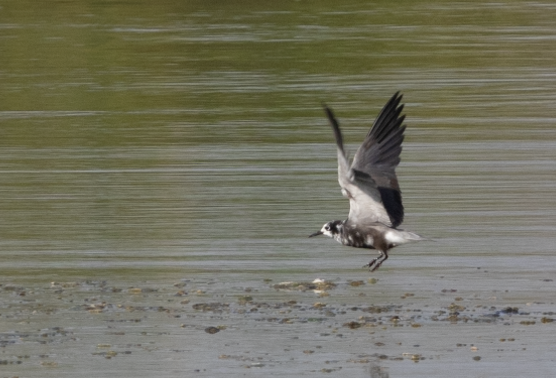 Black Tern - ML604428231