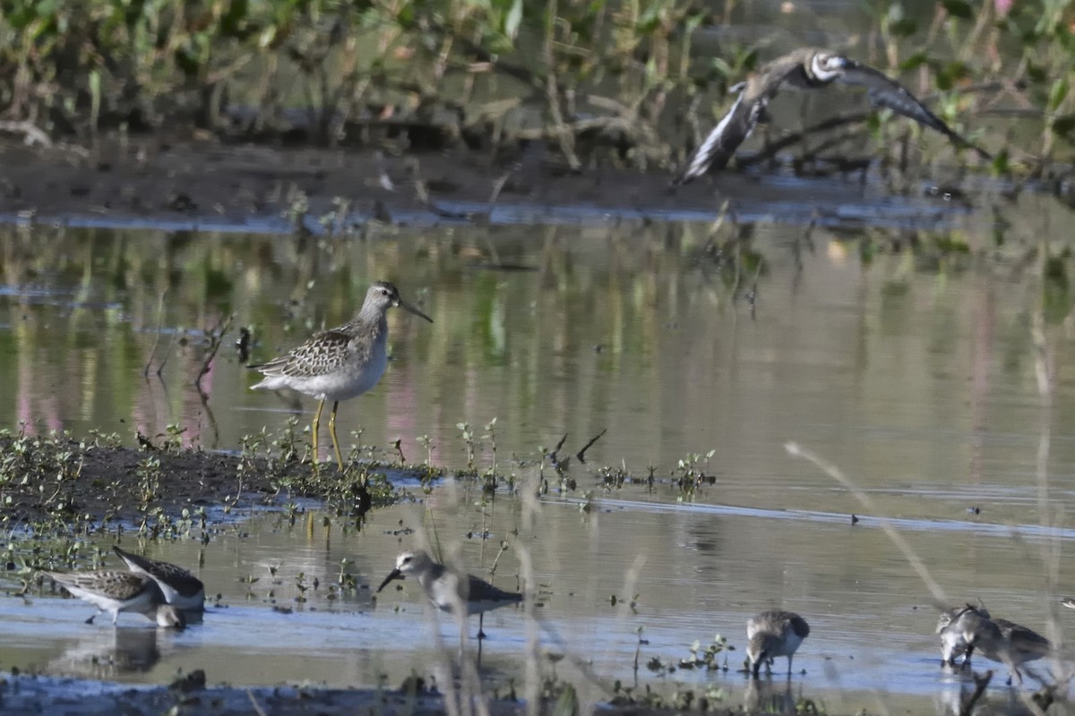 Stilt Sandpiper - ML604429071