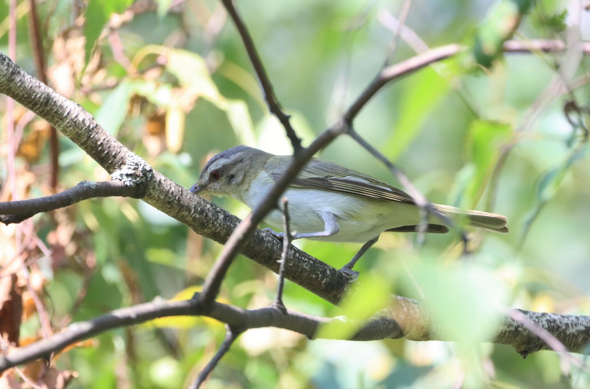 Red-eyed Vireo - Daniel Laforce