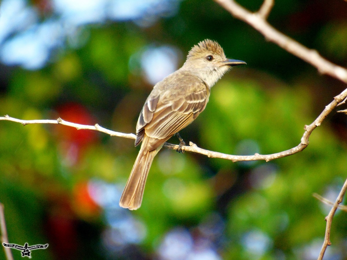 Brown-crested Flycatcher - ML60443101