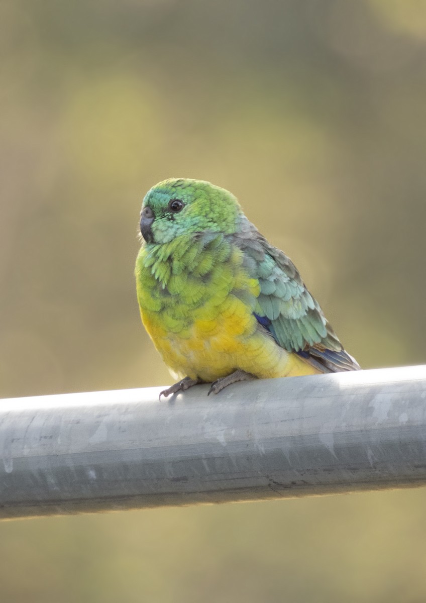 Red-rumped Parrot - ML604433041