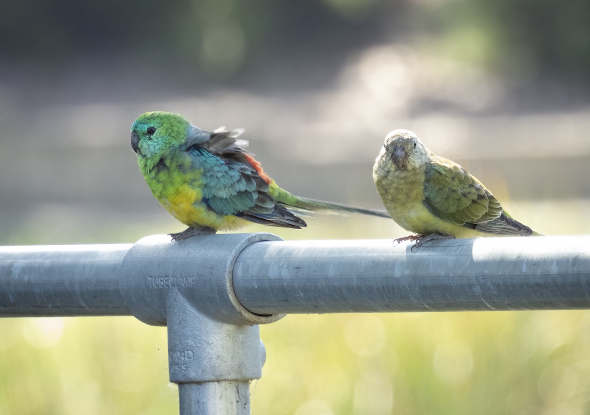 Red-rumped Parrot - ML604433061