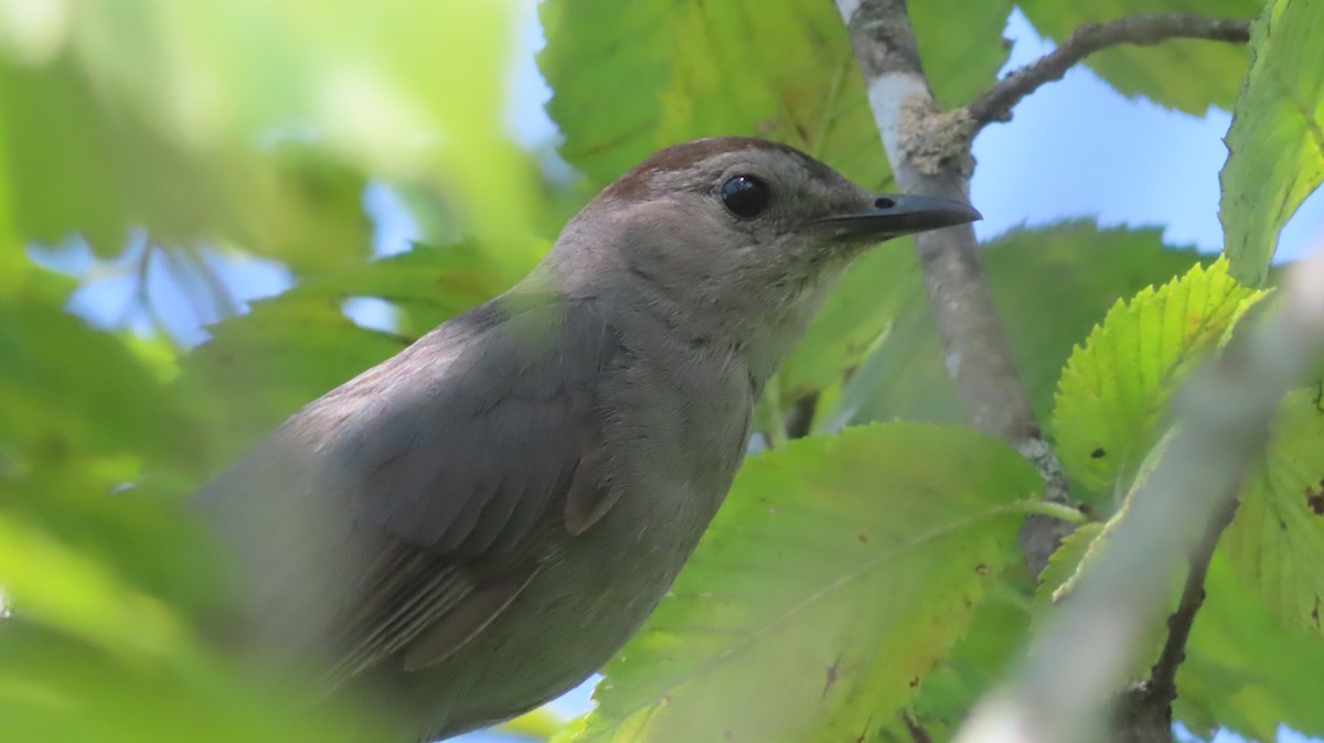 Gray Catbird - ML604433111