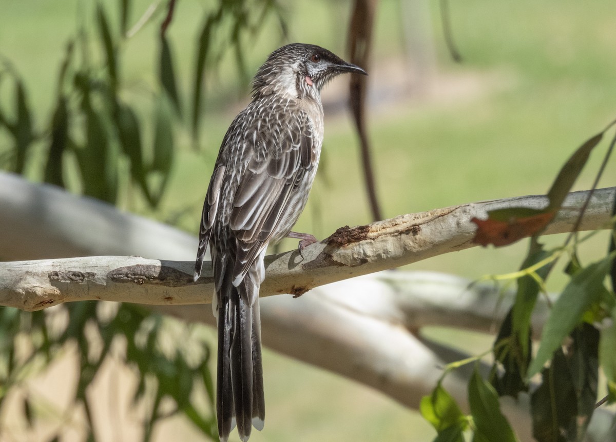 Red Wattlebird - ML604433281