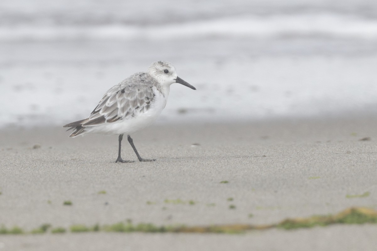 Sanderling - ML604433951