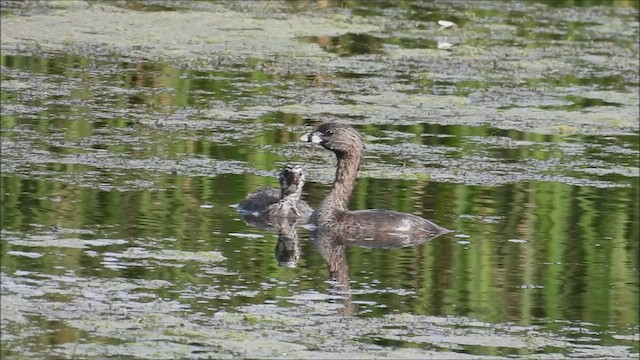 Pied-billed Grebe - ML604434771