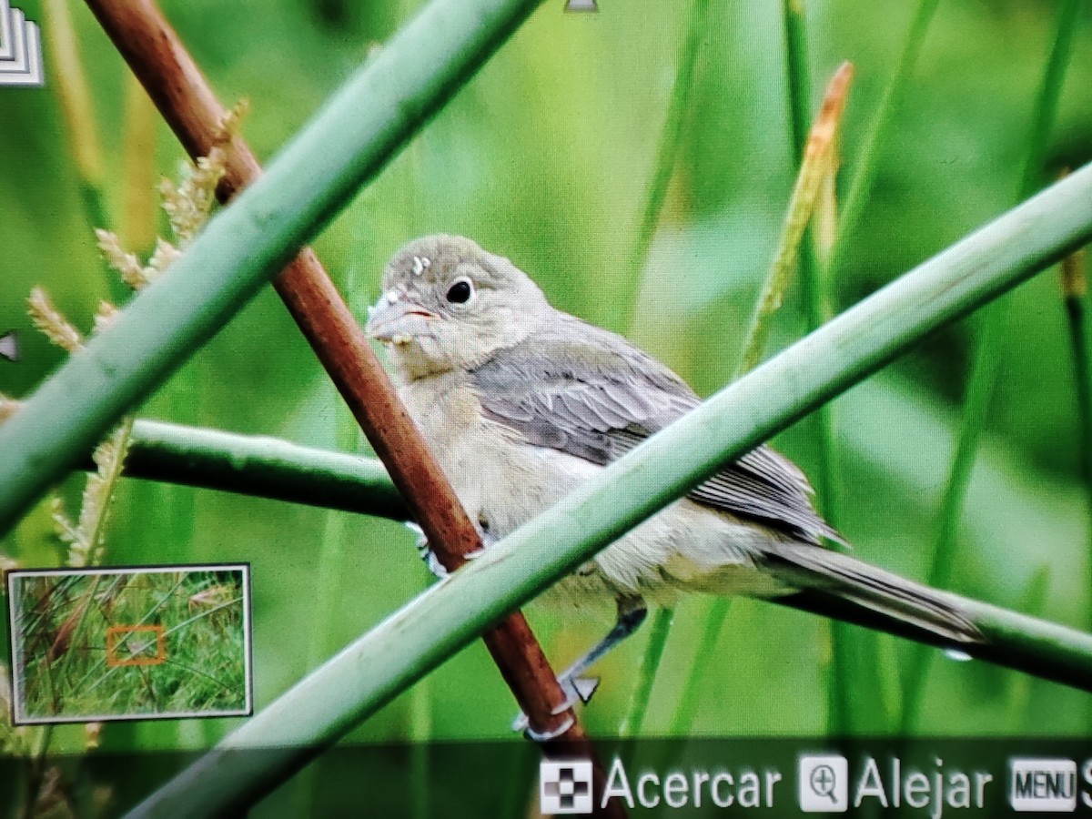 Painted Bunting - ML604435121