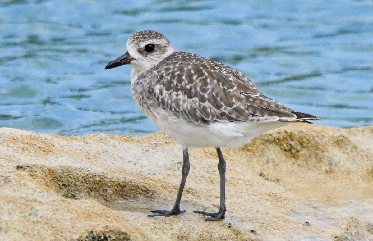 Black-bellied Plover - ML604435351