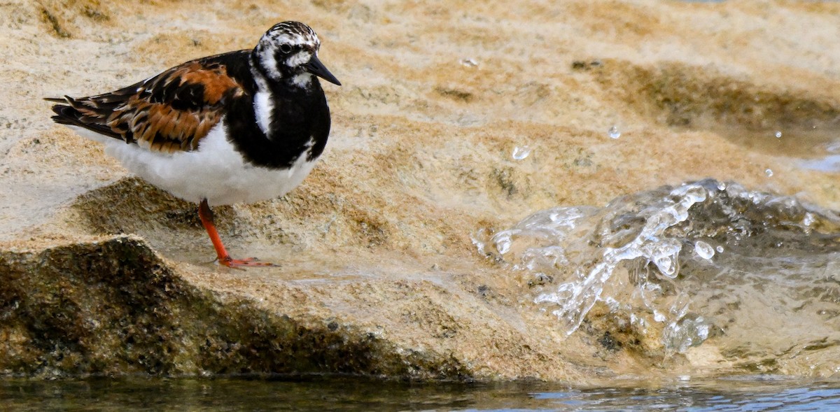 Ruddy Turnstone - ML604435391