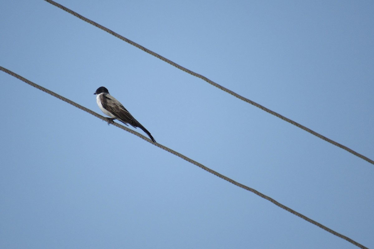 Fork-tailed Flycatcher - Anahy Marcano
