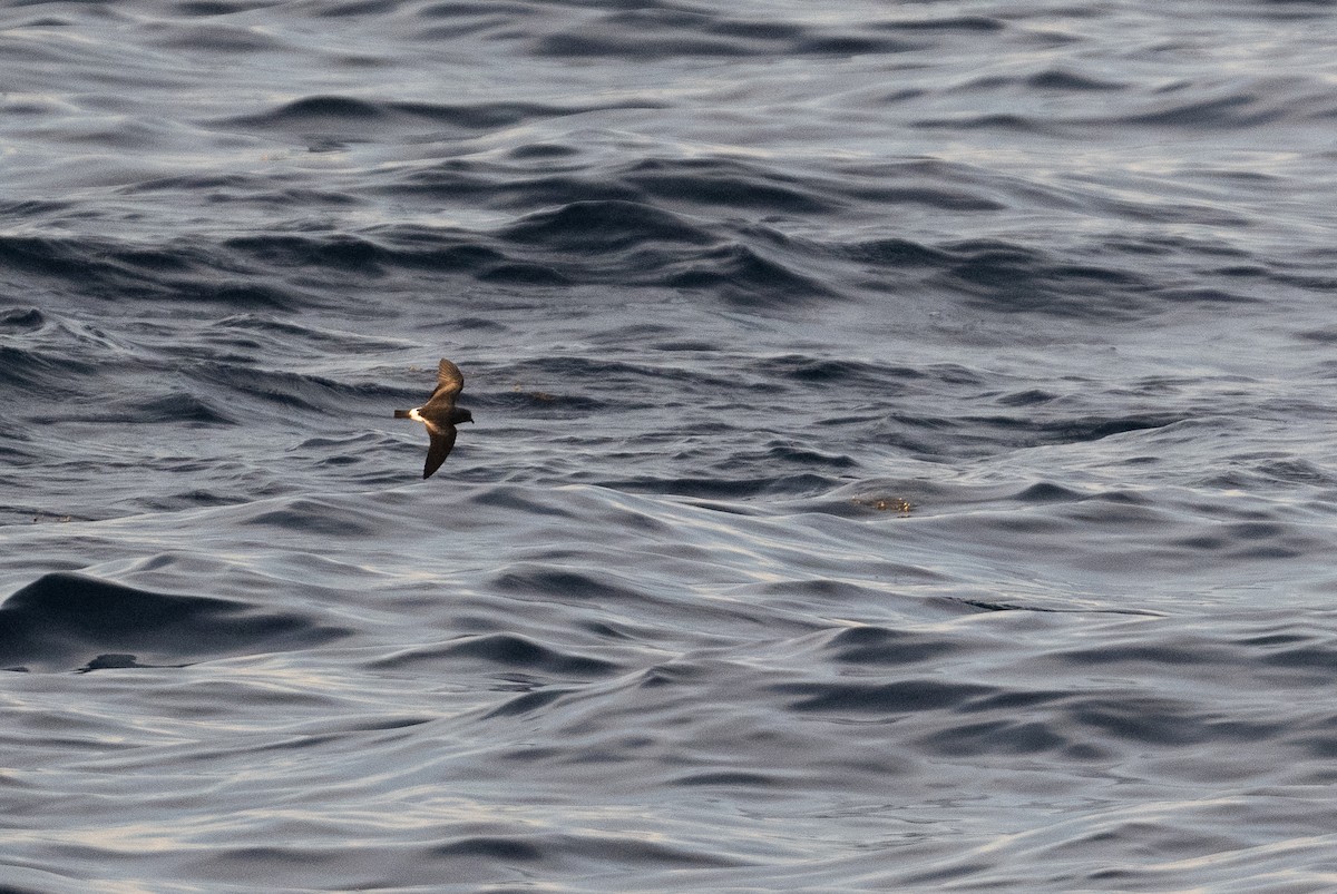 Band-rumped Storm-Petrel - ML604436031