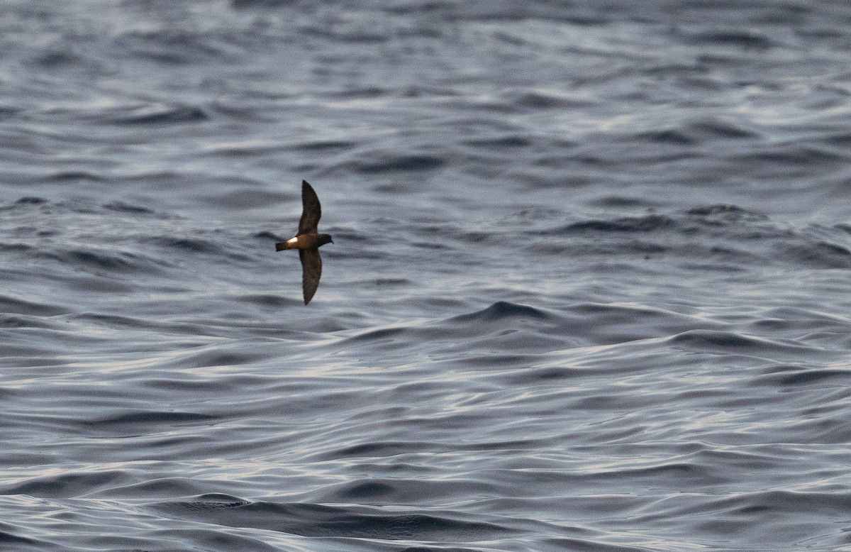 Band-rumped Storm-Petrel - ML604436041
