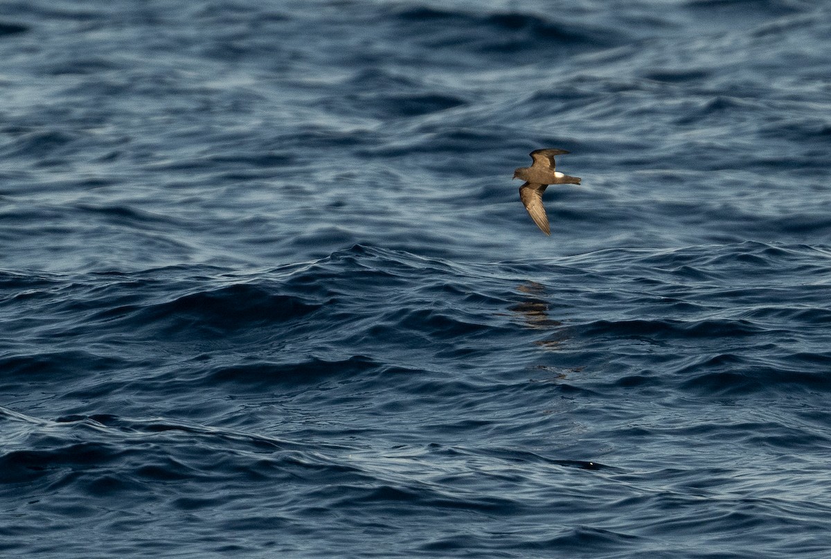 Band-rumped Storm-Petrel - ML604436051