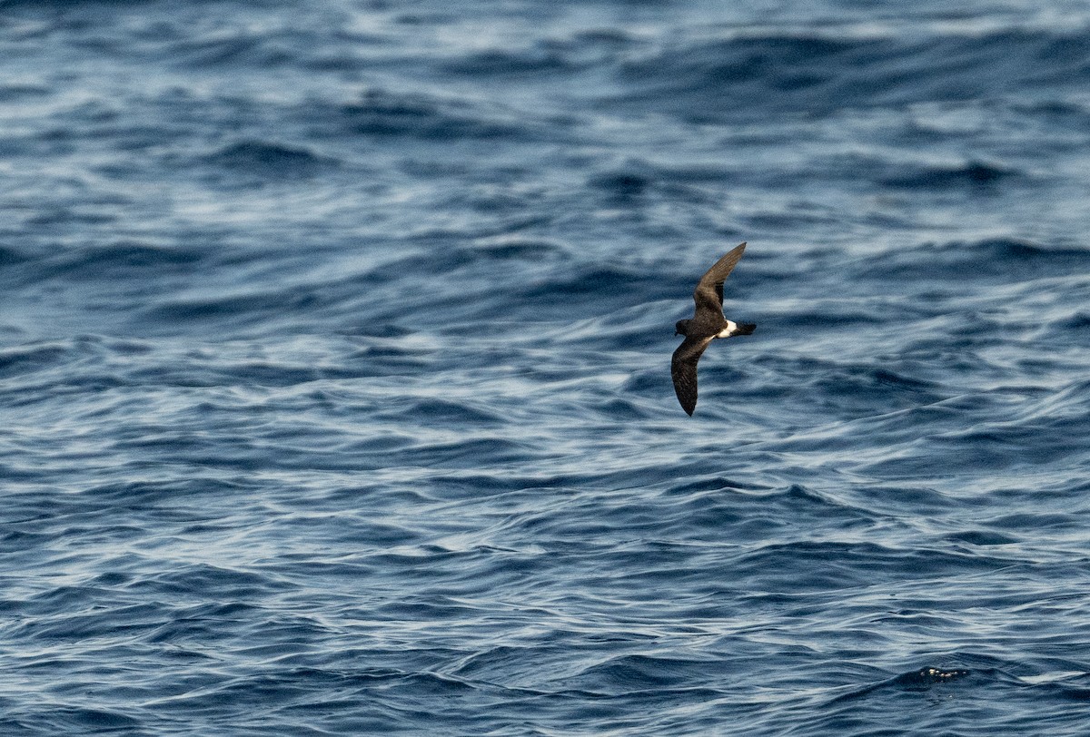 Band-rumped Storm-Petrel - ML604436061