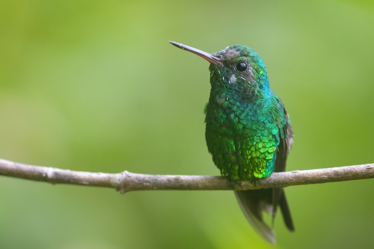 Golden-crowned Emerald - Tanner Martin