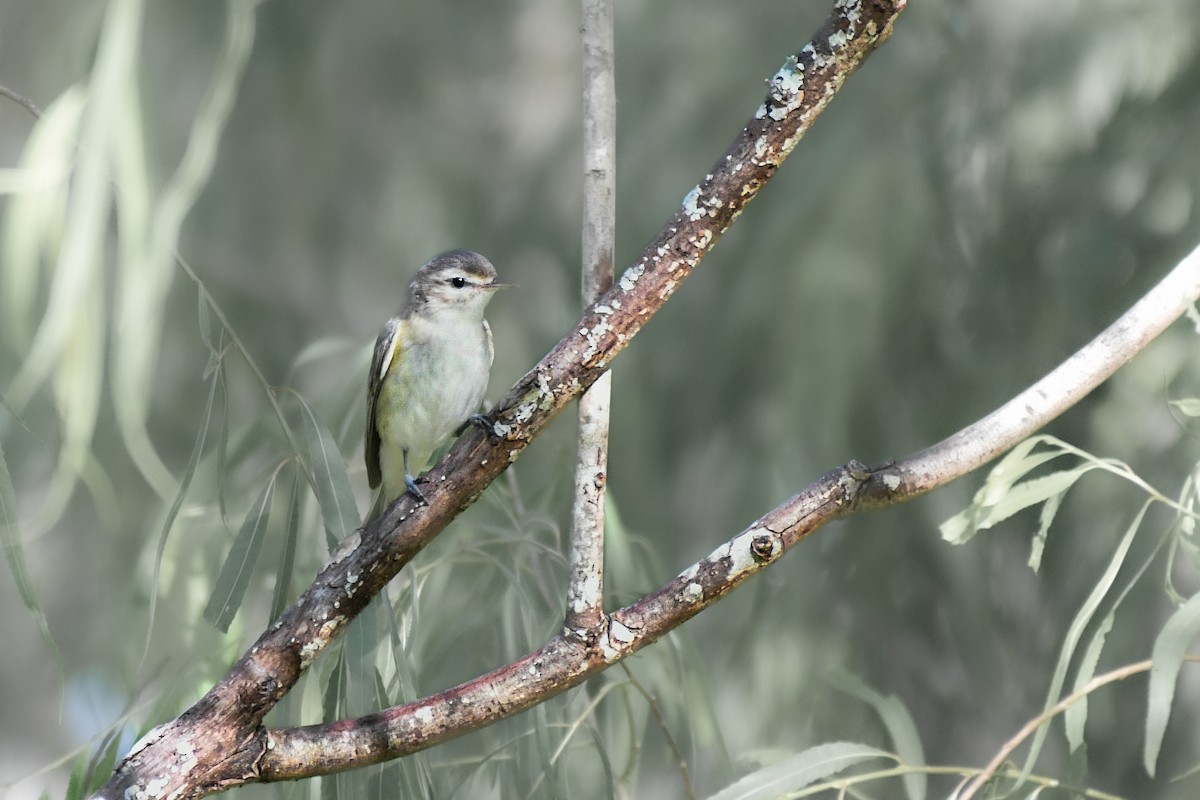 Warbling Vireo - ML604437691