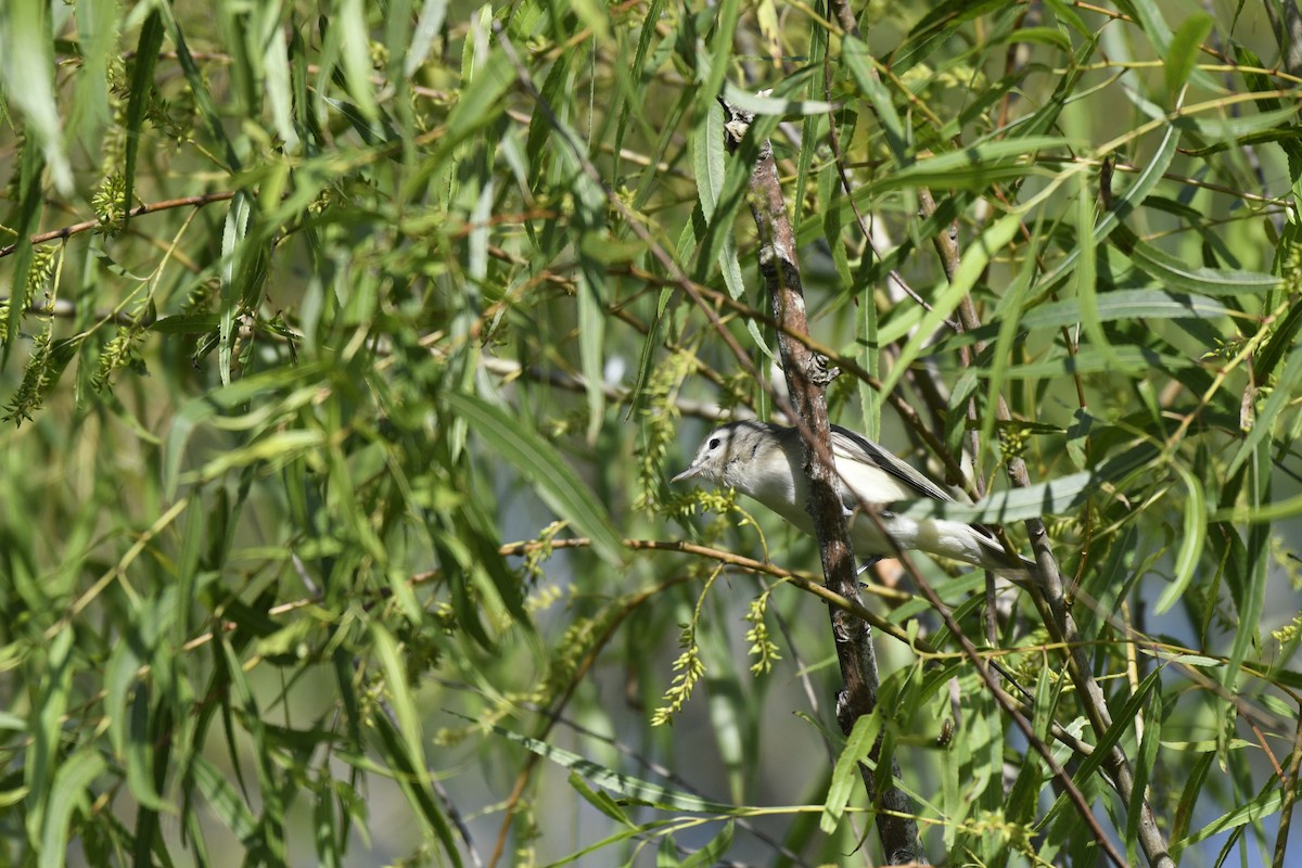 Warbling Vireo - ML604437731