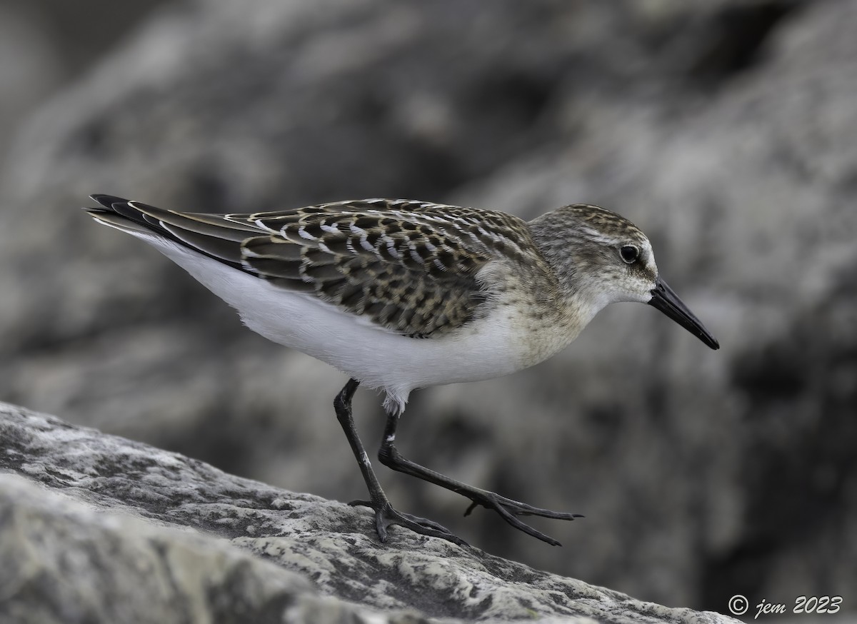 Semipalmated Sandpiper - ML604437891