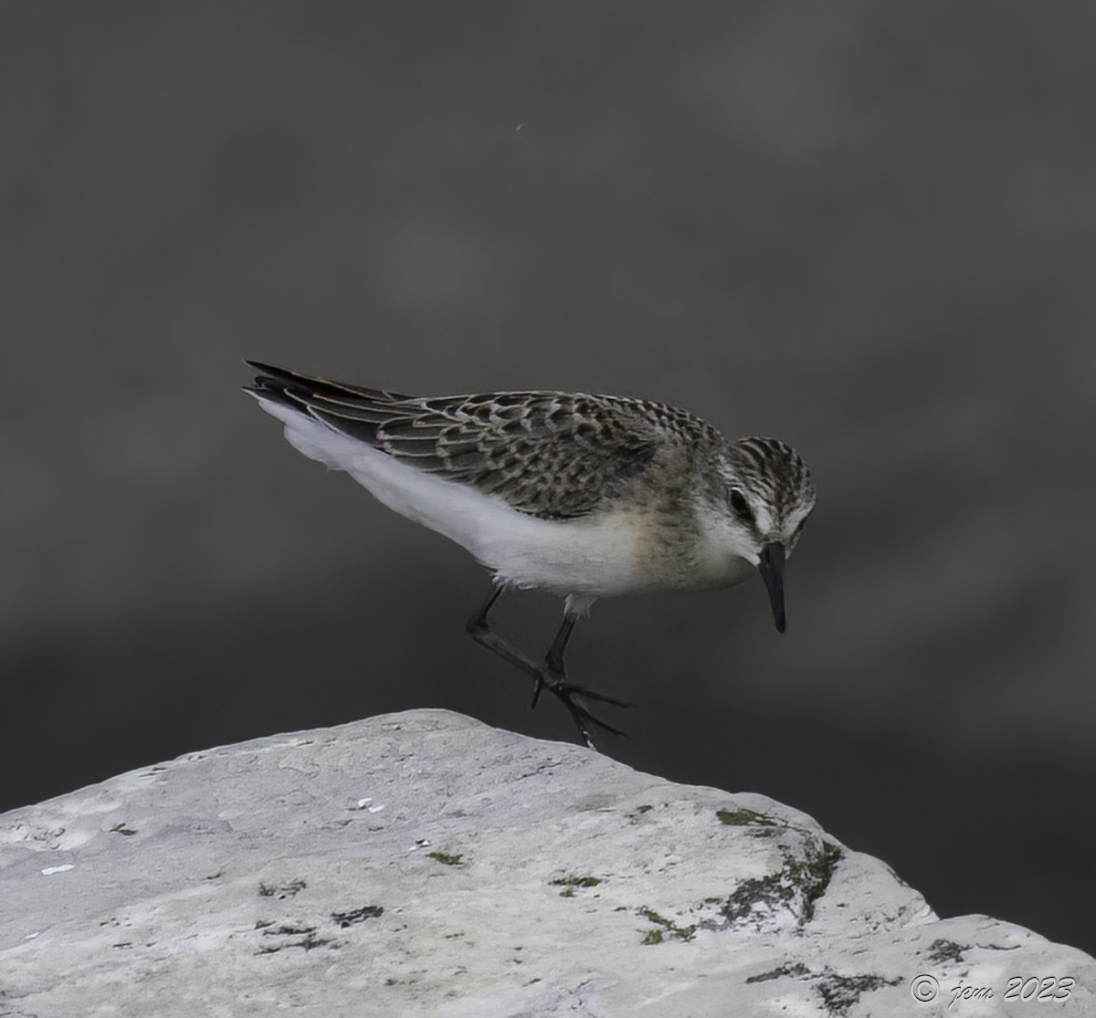 Semipalmated Sandpiper - ML604437911