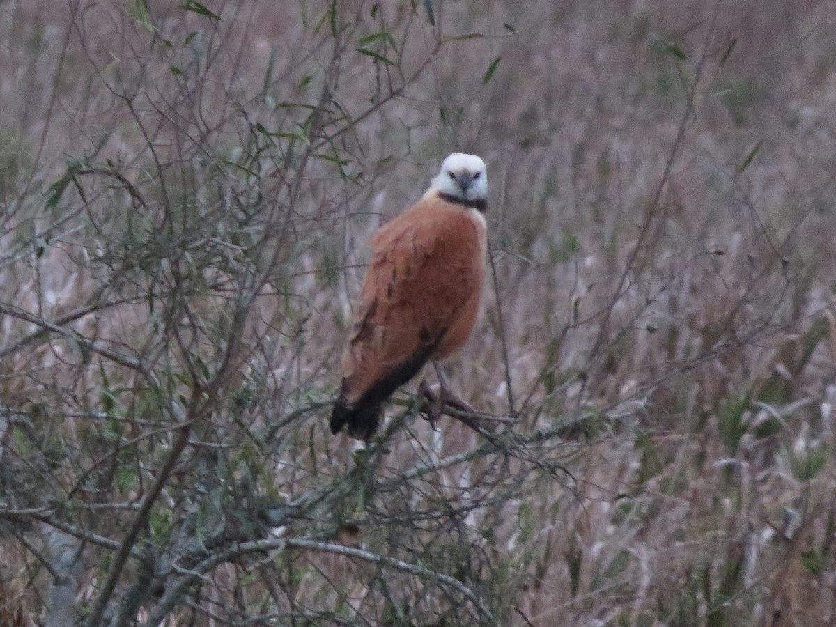 Black-collared Hawk - ML604437951