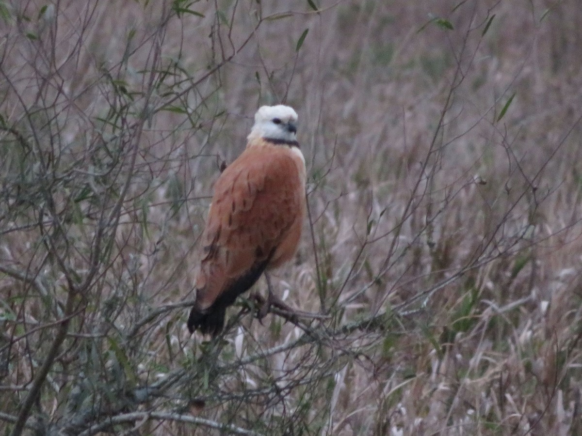 Black-collared Hawk - ML604437961