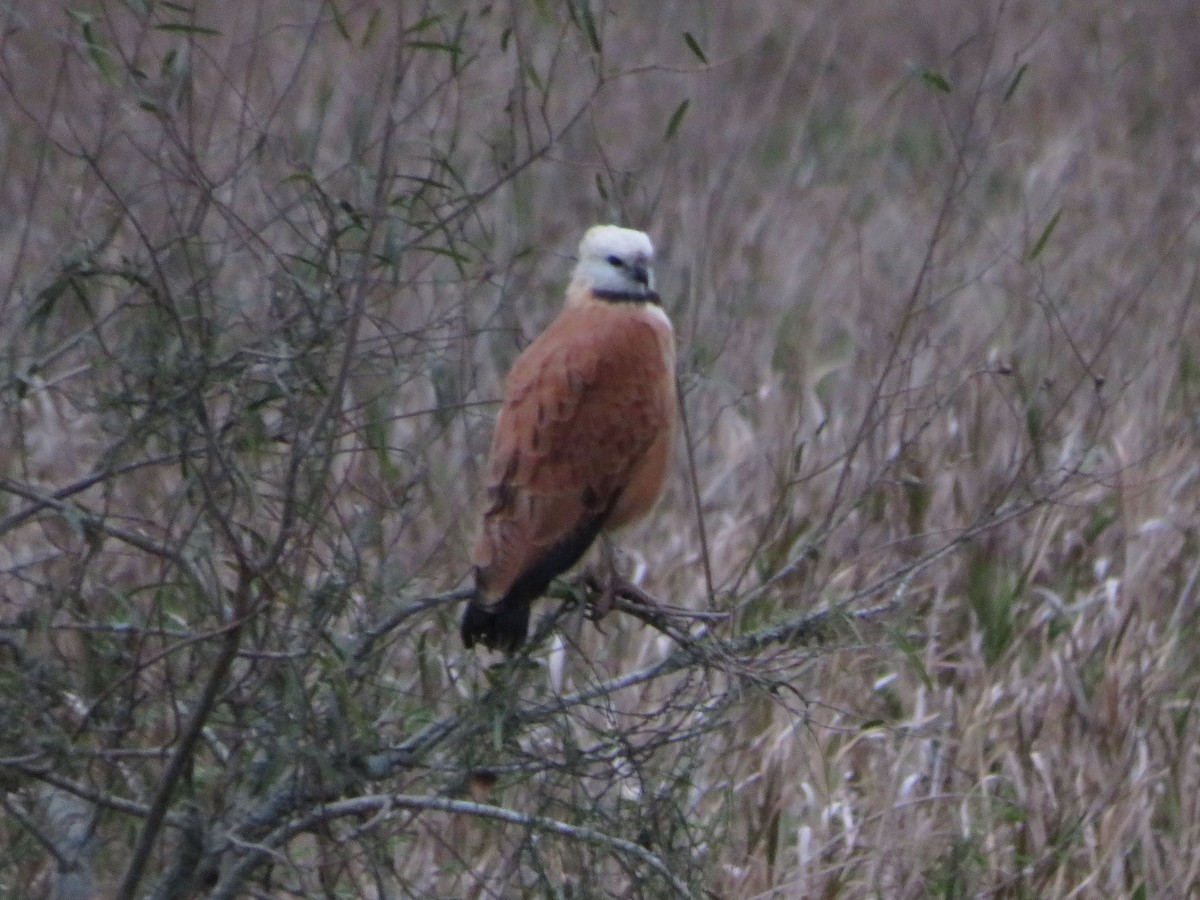 Black-collared Hawk - ML604437971