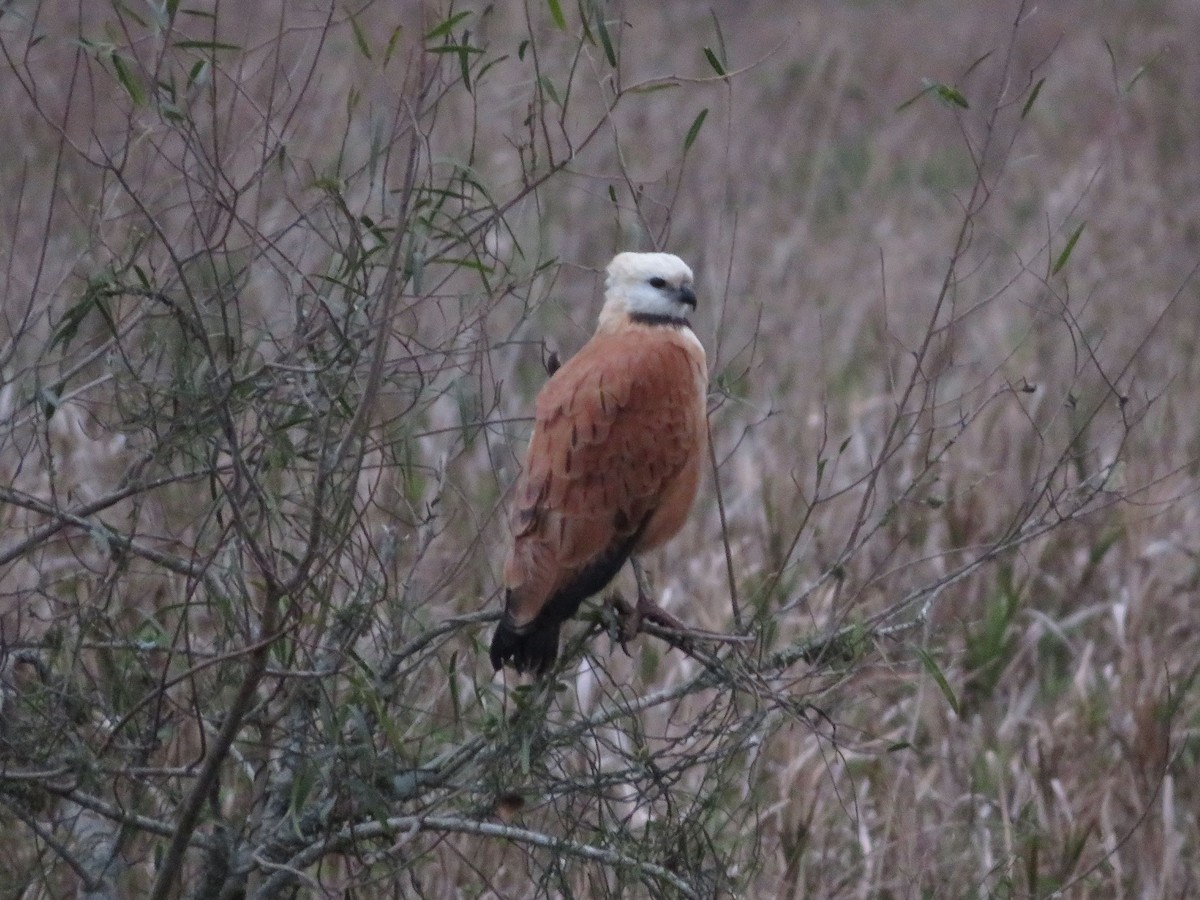 Black-collared Hawk - ML604438011