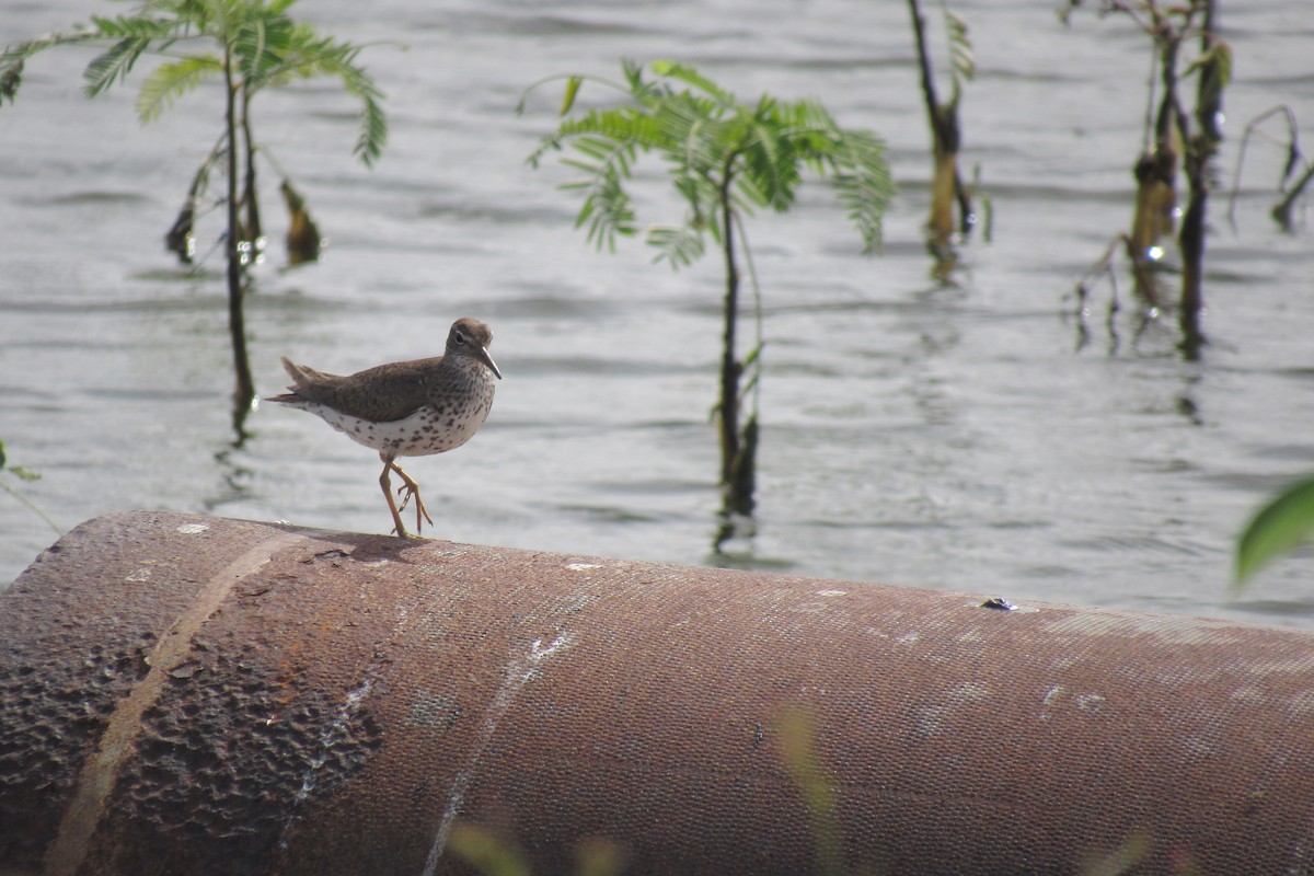 Spotted Sandpiper - Anahy Marcano