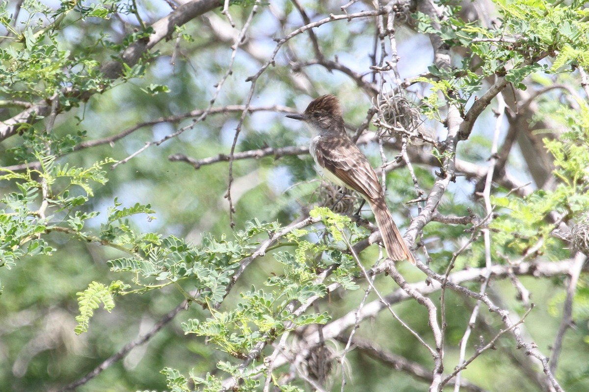 Stolid Flycatcher - Ryan Terrill