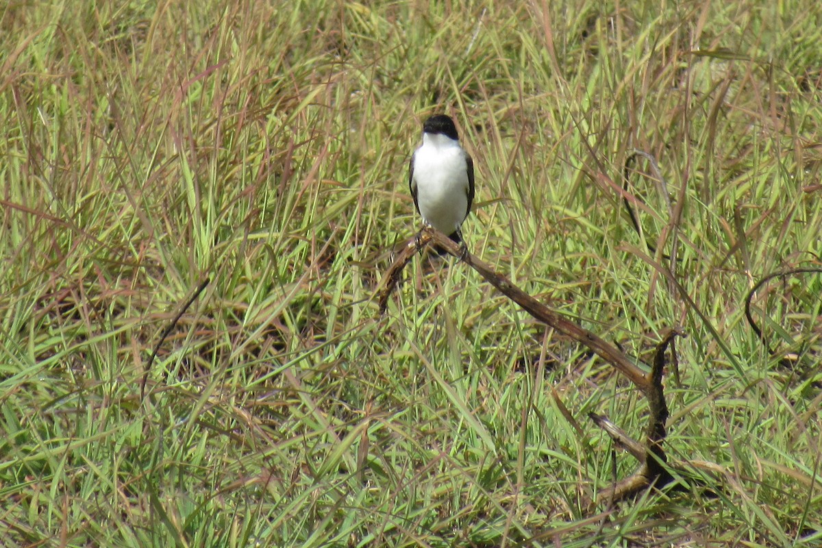 Fork-tailed Flycatcher - Anahy Marcano