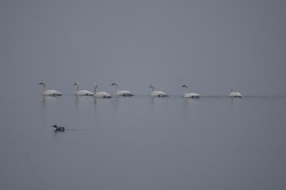 Tundra Swan - Caleb Snarr