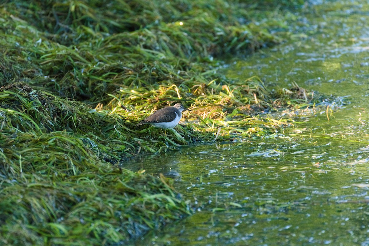 Spotted Sandpiper - ML604441041