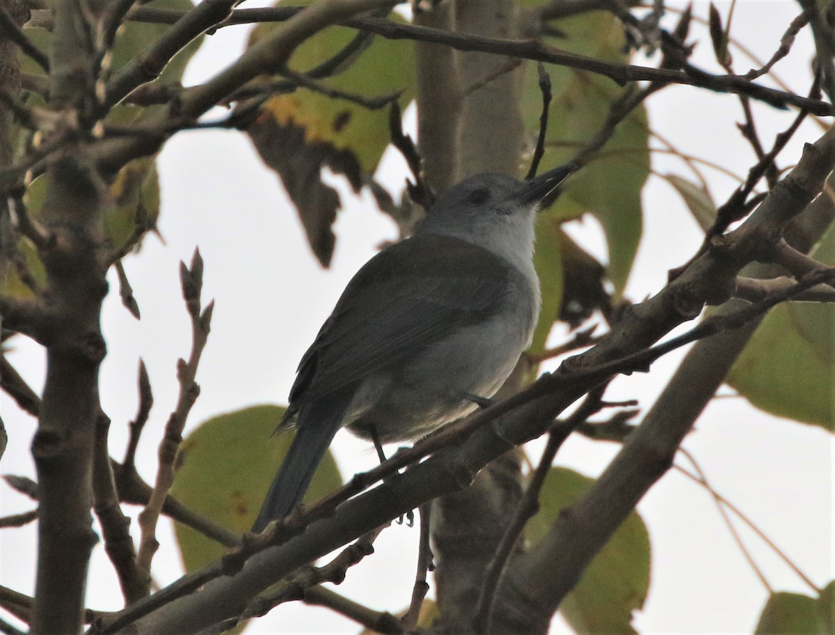 Gray Shrikethrush - ML604441981