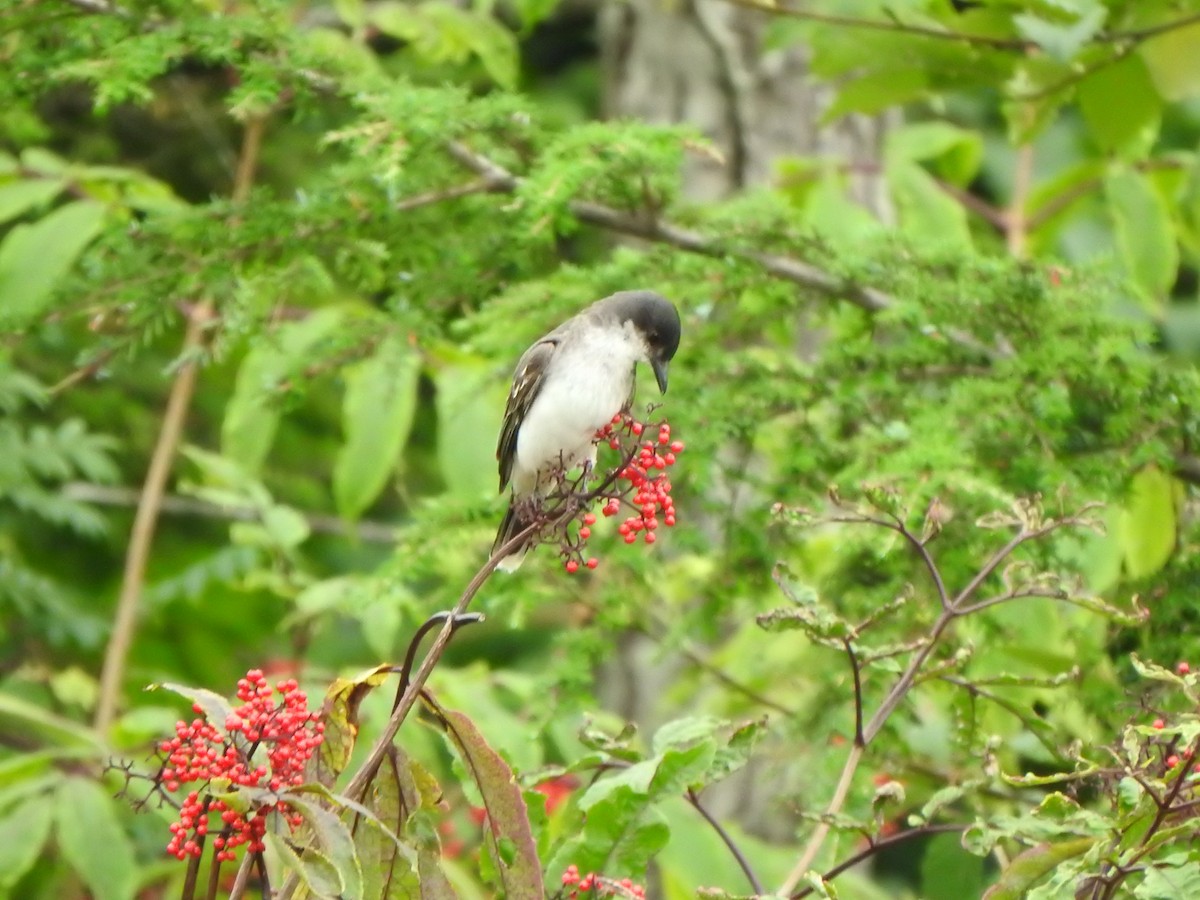 Eastern Kingbird - Bev Agler