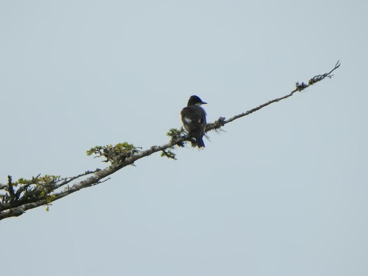 Eastern Kingbird - Bev Agler