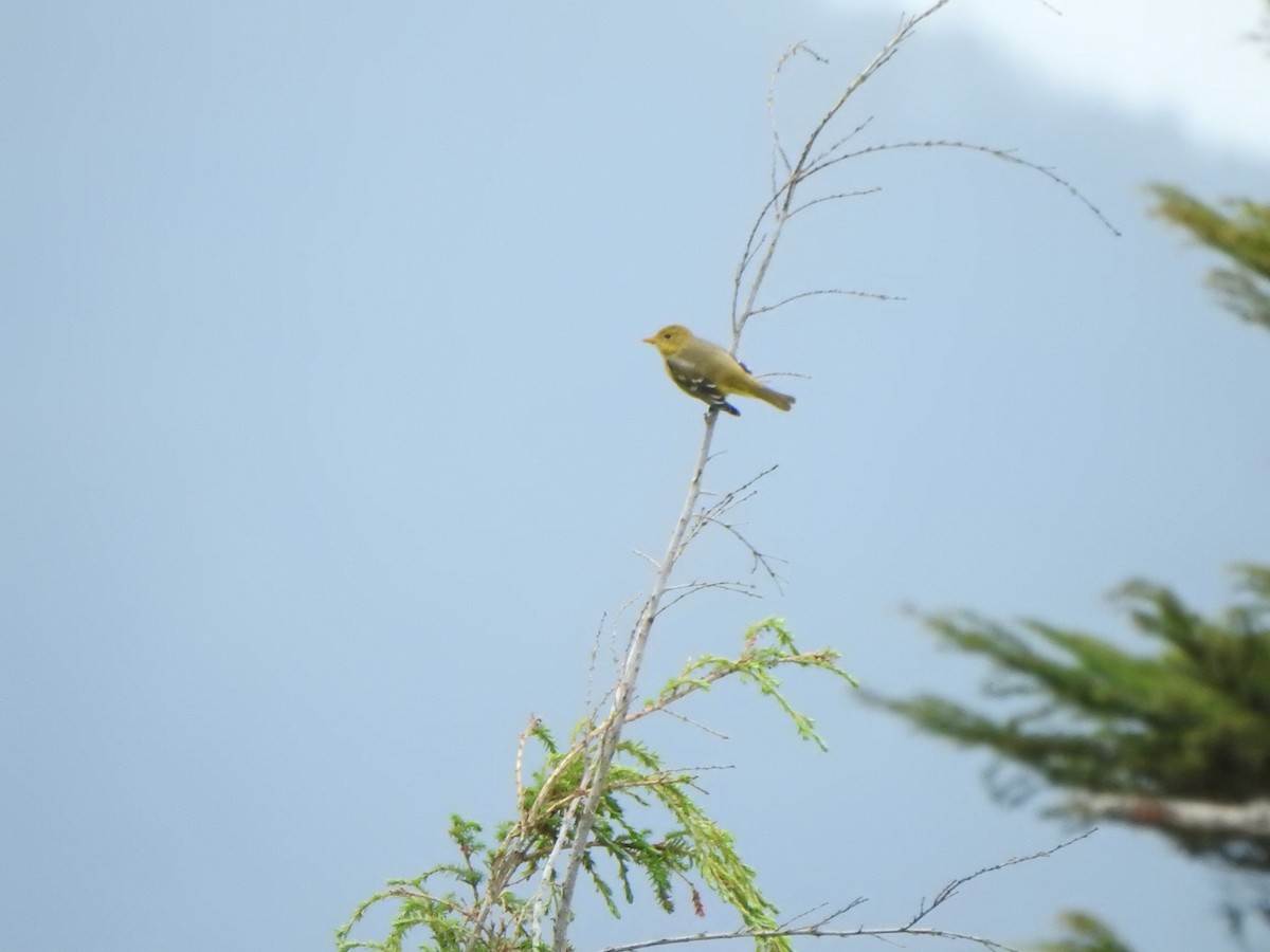 Western Tanager - ML604442761