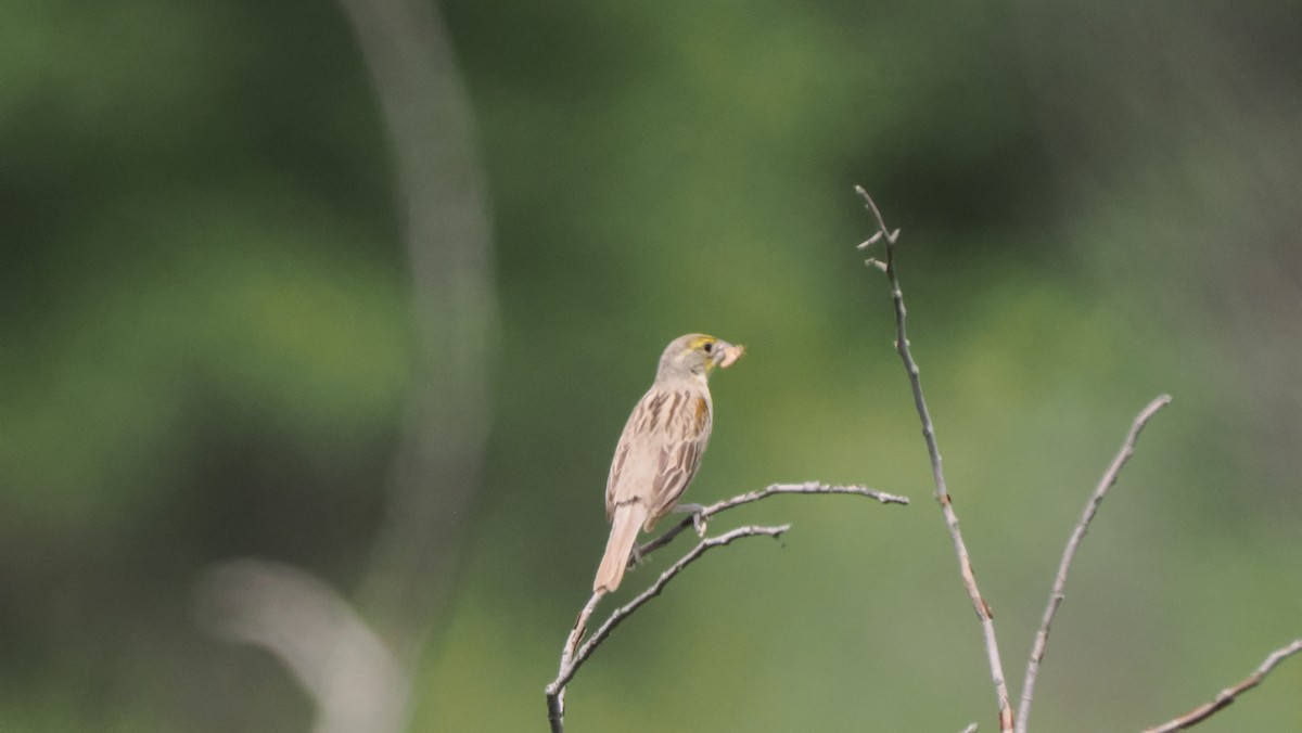 Dickcissel d'Amérique - ML604443691