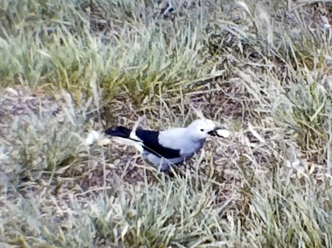 Clark's Nutcracker - ML604445241