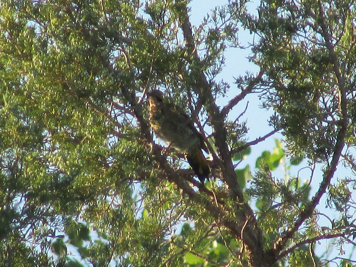 Northern Flicker (Yellow-shafted) - ML604446131